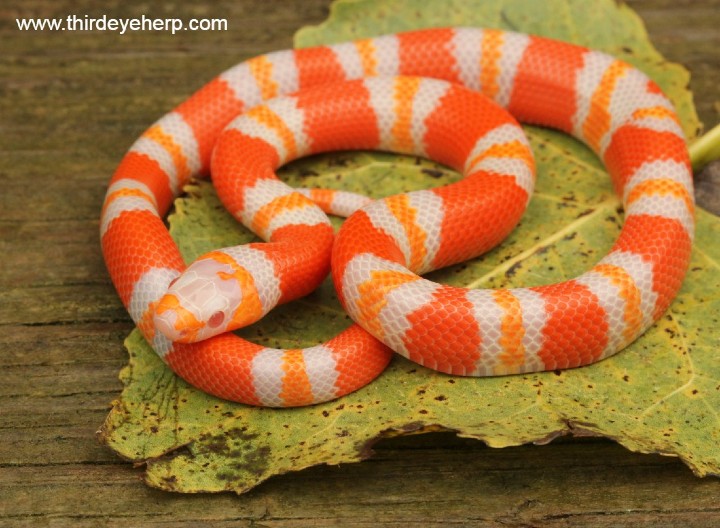 Albino Honduran Milk Snake